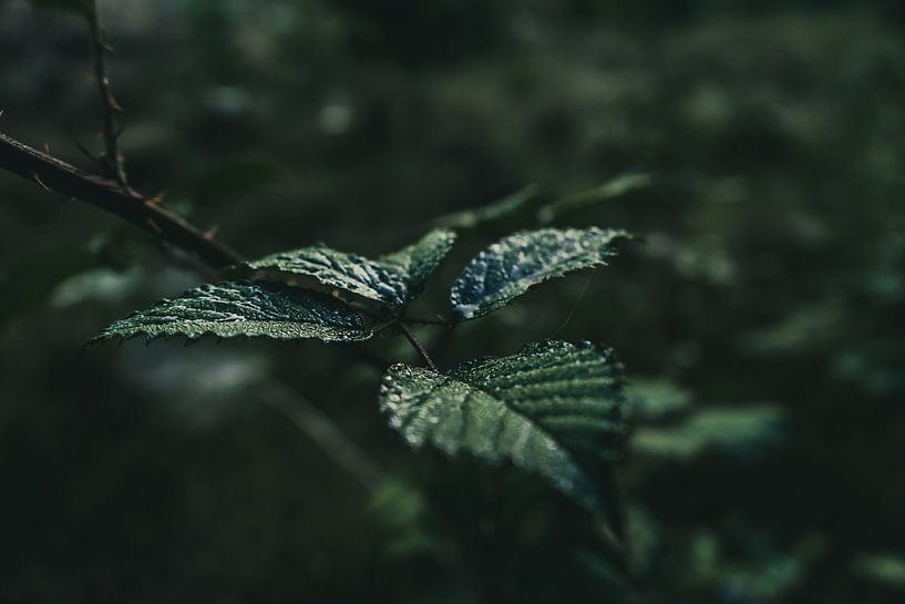 Drops of Nature: Close-up of Rain Sprinkled Leaves by Youp Linders