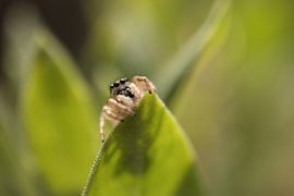 Springspin, schau mir in die Augen