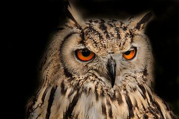 Portrait d'un hibou à l'aigle sur Gert Hilbink