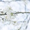 Spring Cherry Blossom White Bokeh by Coby