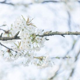 Frühlings-Kirschblüte Weißes Bokeh von Coby