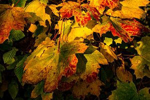 Herbstblätter