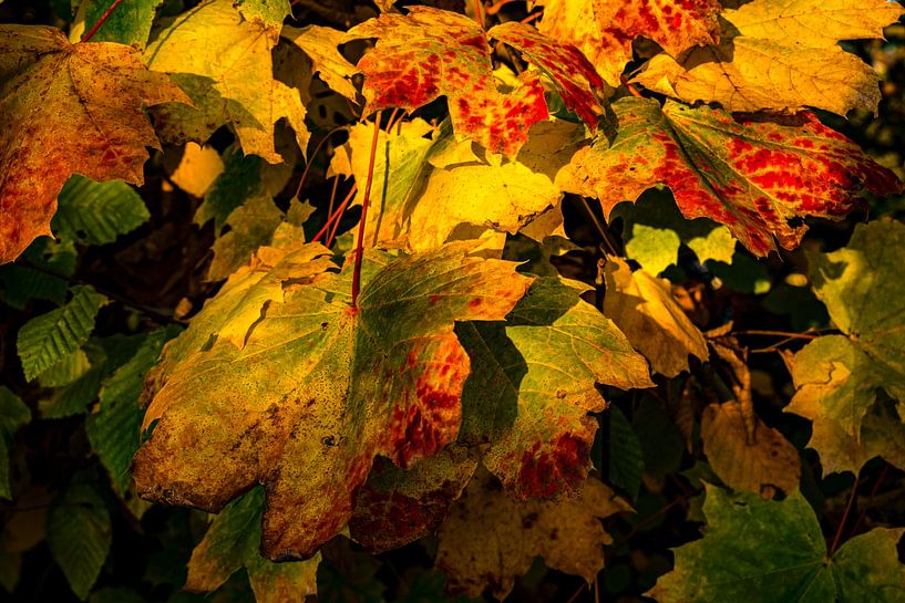 Herbstblätter von Dieter Walther