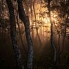 Ochtendlicht in het bos van Nils Steiner