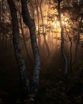 Morning light in forest