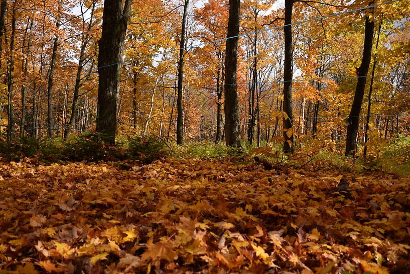 A sugar bush in autumn by Claude Laprise