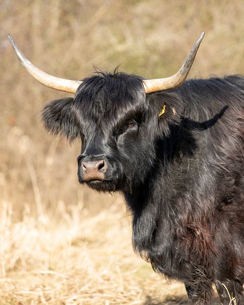 Zwarte Hooglander van Edwin Kooren