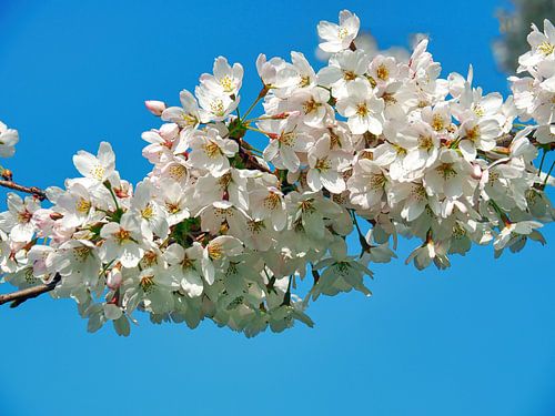 Sakura (Japanese Cherry Blossom)