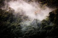 Nebelwald von Jeroen Mikkers Miniaturansicht