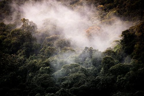 forêt nuageuse