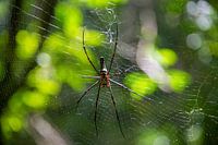 Spinne im Netz