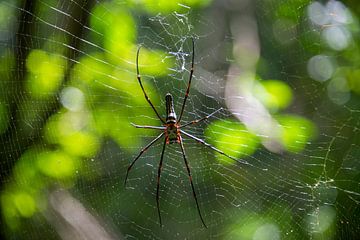 Spider in web by Bram de Muijnck