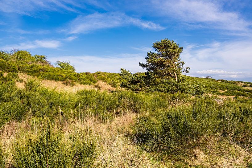 Landscape with trees at briar patch on Hiddensee island by Rico Ködder
