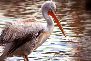 pelican van Francisco de Almeida