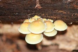paddestoelen sur Michel Rehnsch