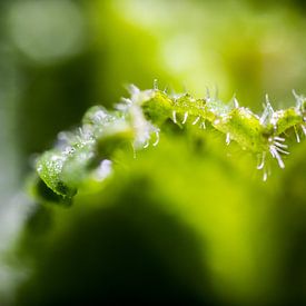 Vert menthe en pointes sur Joep Oomen