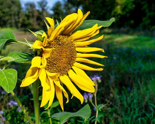 Zonnebloemen in het veld