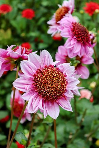 pink dahlia