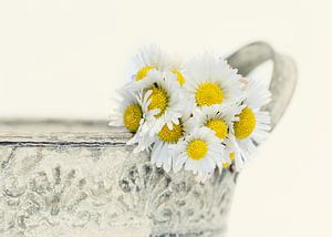 Gänseblümchen stillleben