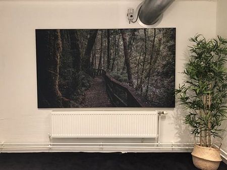 Magical forest walk in Tasmania