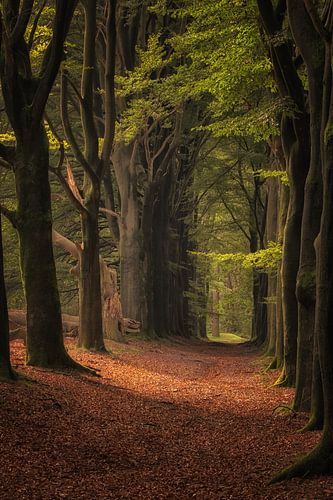 Herfstbos in volle glorie