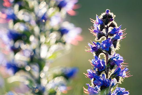 Buntes Schlangenkraut