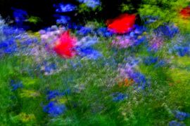 BLUMENWIESE 14 von Miroslav Ptacek