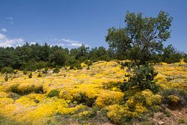 Dwergbrem von Jim van Iterson