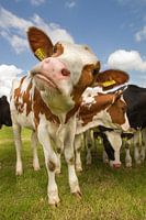 Cows in the meadow
