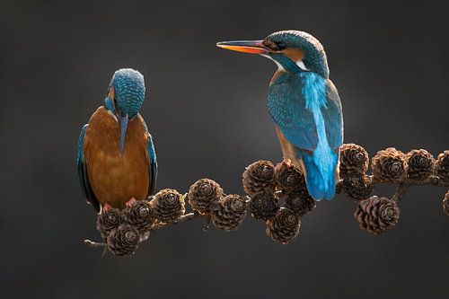 Koppel IJsvogels op sparrentak in het Gooi