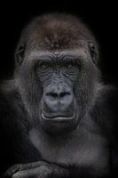 Young gorilla man