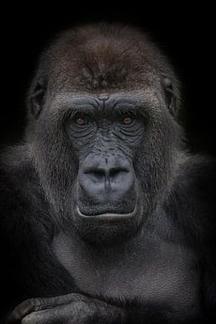 Jonge gorilla man van Ron Meijer Photo-Art