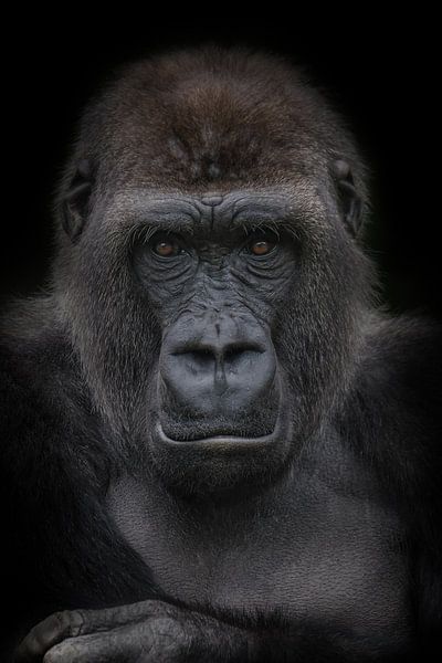 Jeune homme gorille par Ron Meijer Photo-Art