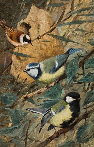 Wilhelm Kuhnert, Drie Mezen