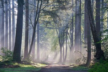 Speulder- en Sprielderbos van Ad Jekel