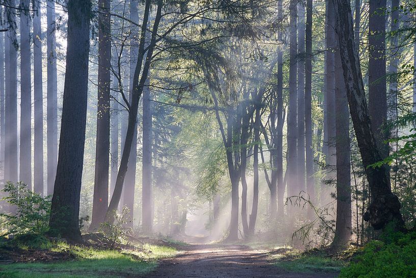Speulder- and Sprielderbos by Ad Jekel