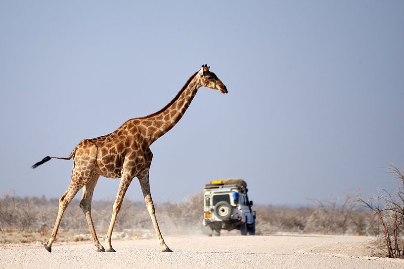 Giraffe steekt de weg over nadat safari auto is gepasseerd van Arjen van den Broek