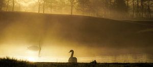 Zwanen in de mist von Dirk van Egmond