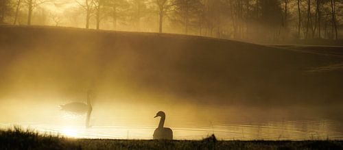 Zwanen in de mist