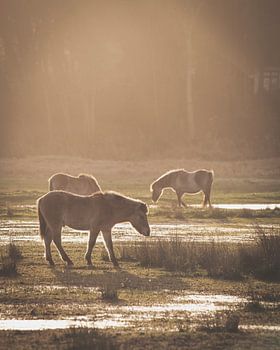 Pferde bei Sonnenuntergang