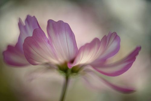 Cosmos elegance