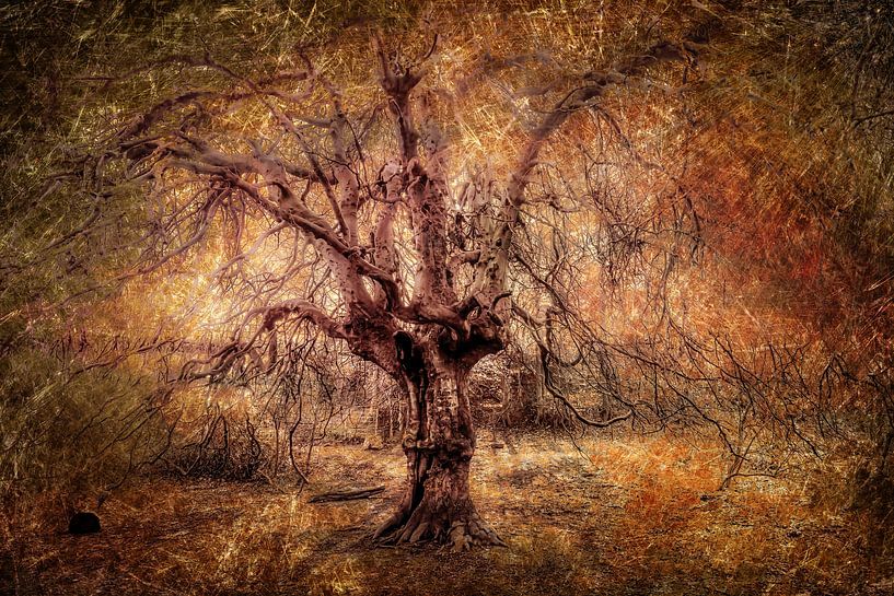 Art abstract multiple exposure silhouette hanging beech tree trunk and branches bare in springtime by Dieter Walther