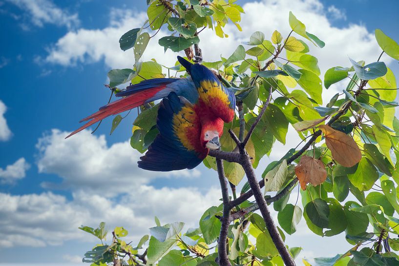 Ein Ara im Regenwald von Costa Rica von Tilo Grellmann