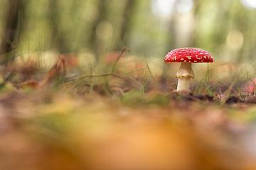 herfst kleuren. paddenstoel.