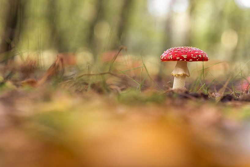 herfst kleuren. paddenstoel. van Robin van Maanen