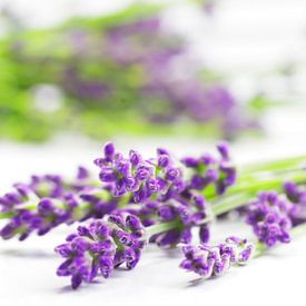 Summer Lavender Still Life by Tanja Riedel