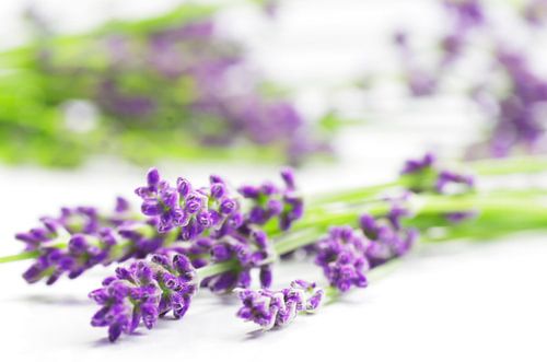 Sommerlavendel Stillleben
