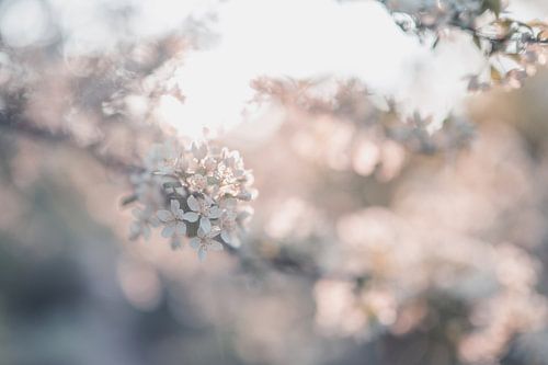 bloemen part 295