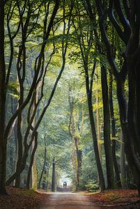 Marcher dans la forêt sombre sur Loris Photography