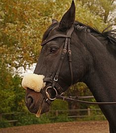Training with the Bayer black horse Baveria on a riding arena in autumn